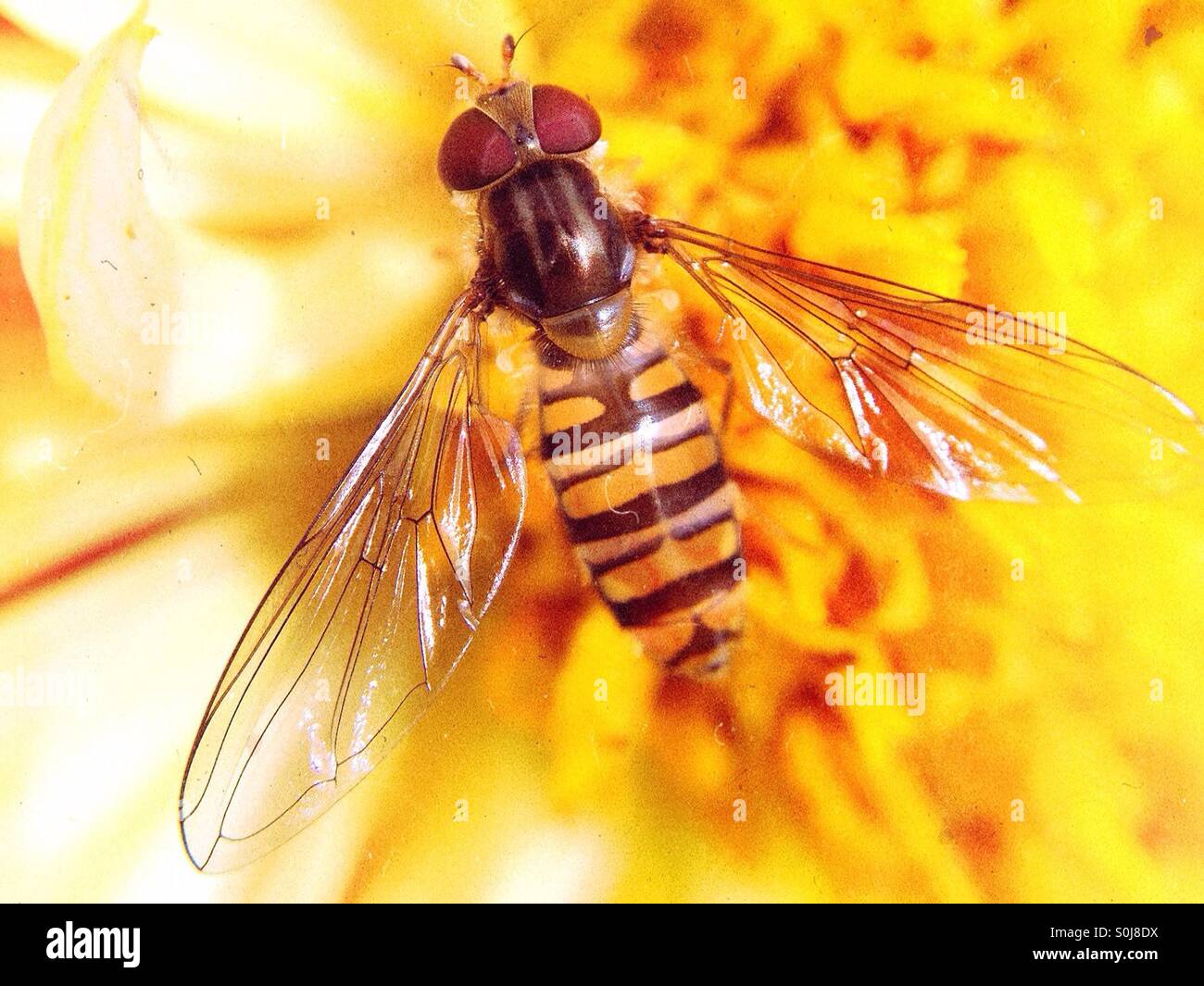 Nahaufnahme von einer Wespe auf eine gelbe Dahlie Stockfoto