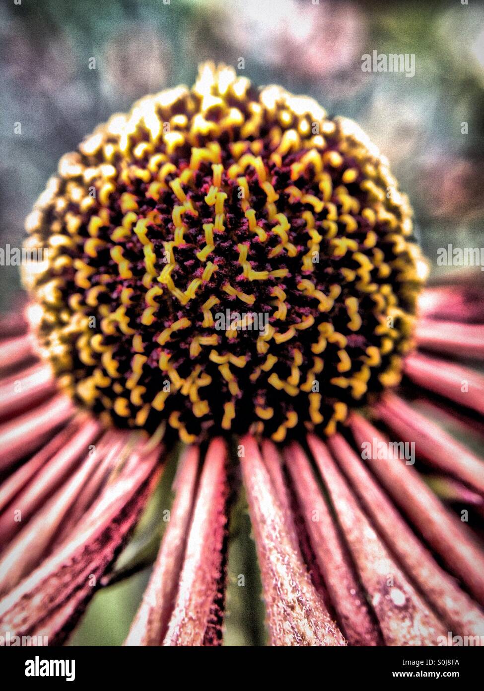 Nahaufnahme von einem echinacea Stockfoto
