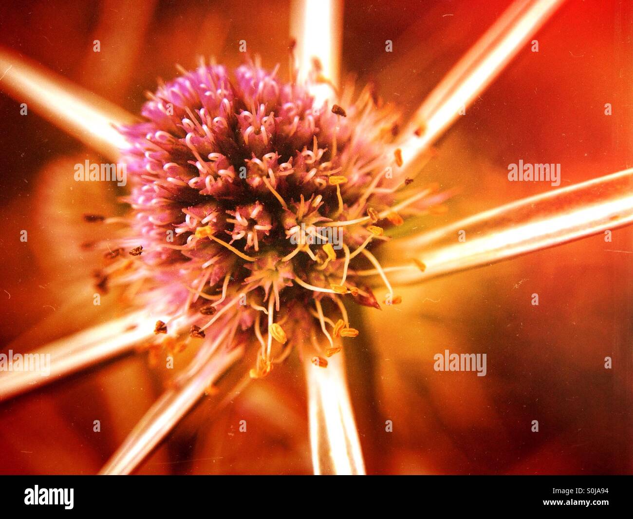 Meer-holly - Smartphone-aufgenommenes Stockfoto