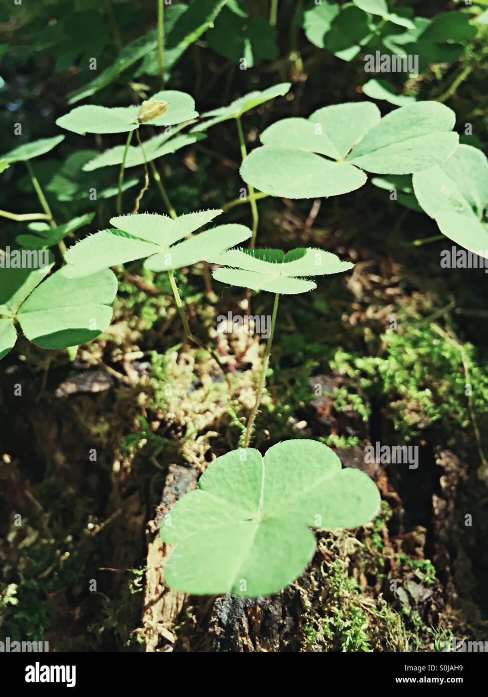 Holz-Sauerampfer Stockfoto