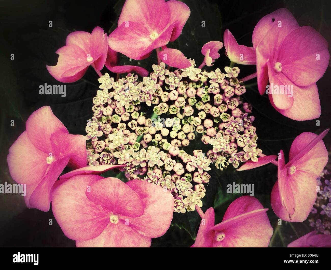 Rosa Hortensie Blumen Stockfoto