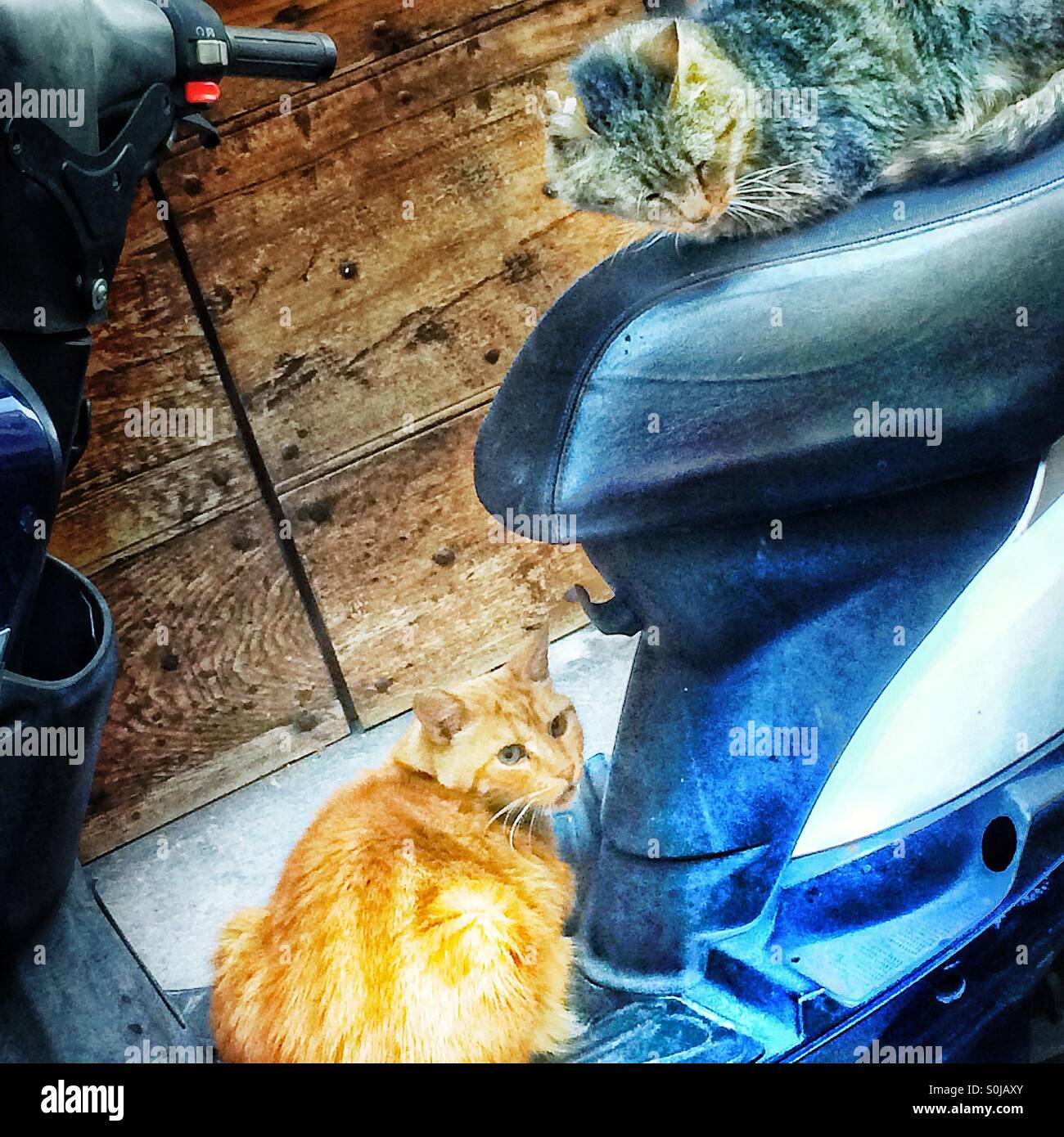 Zwei Katzen zusammengerollt auf moped - Smartphone-aufgenommenes Stockfoto