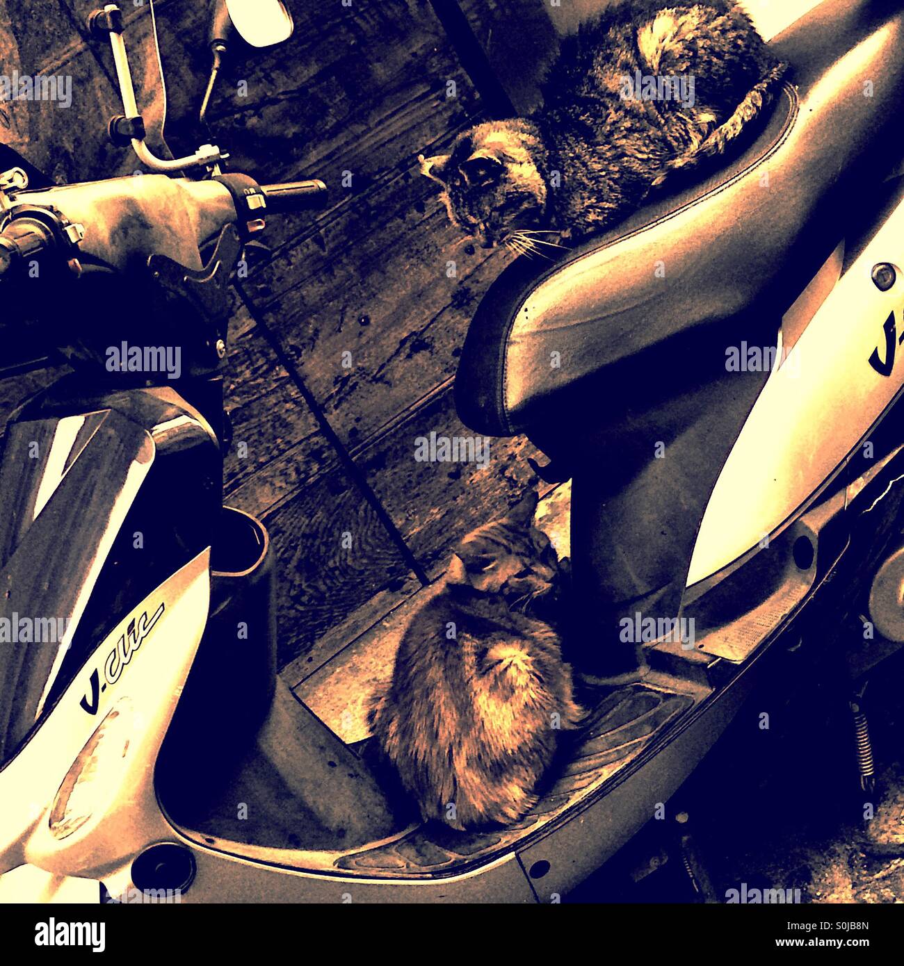 Katzen Freunde - Smartphone-aufgenommenes Stockfoto