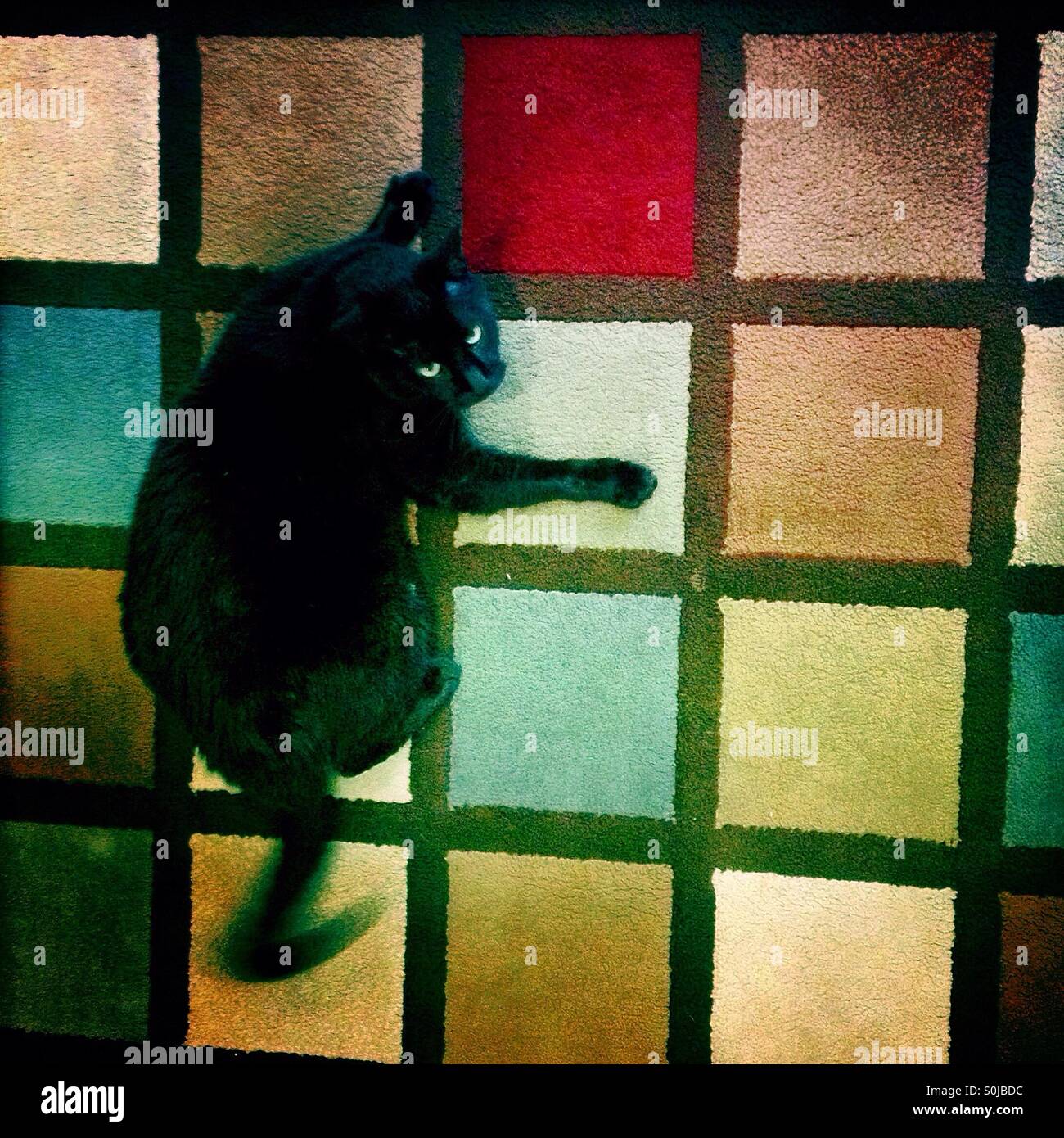 Eine schwarze Katze spielt auf einem farbigen quadratischen Teppich in Colonia Roma, Mexiko-Stadt, Mexiko - Smartphone-aufgenommenes Stockfoto