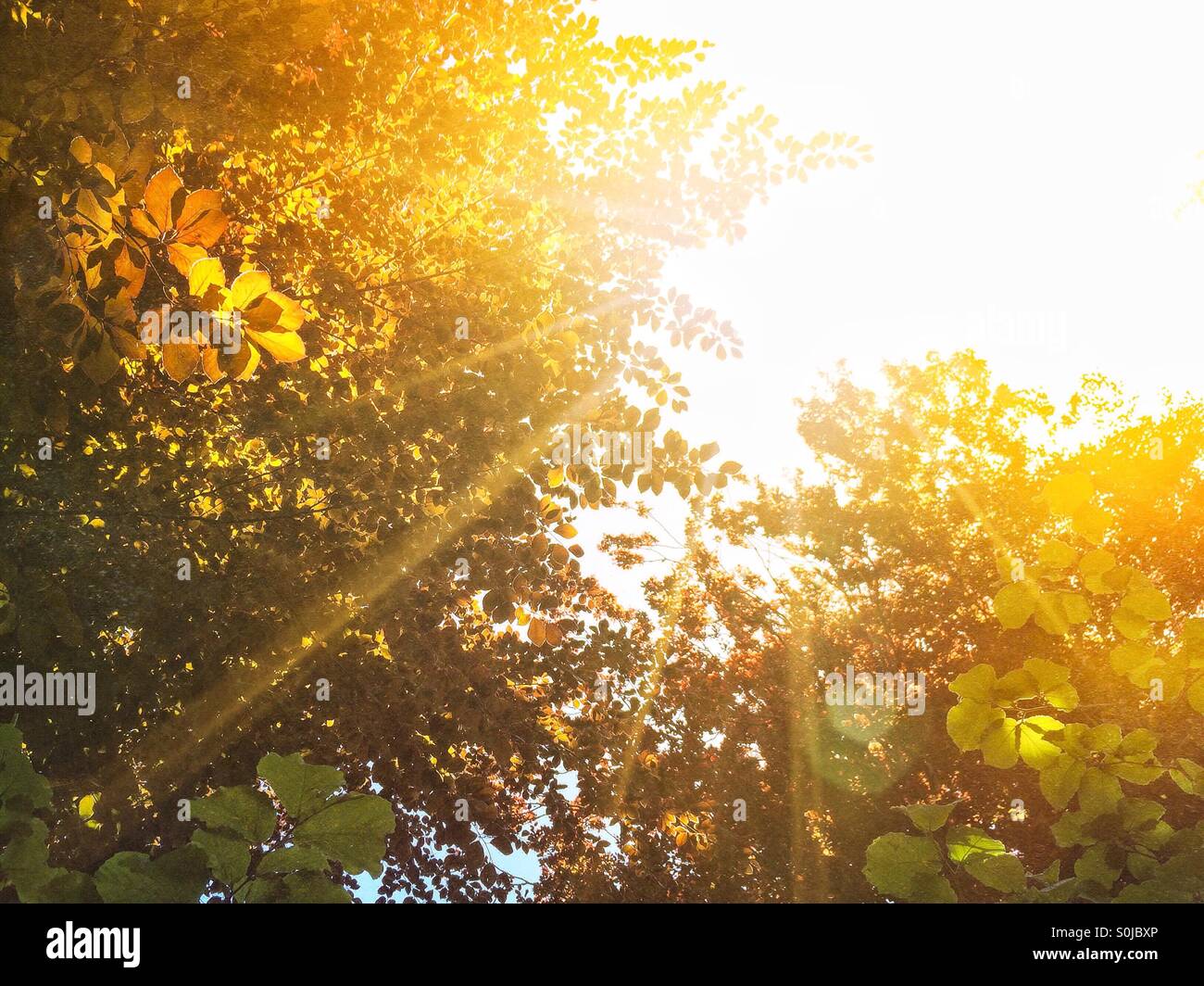 Sonne Streulicht hinter Herbst Bäume Stockfoto