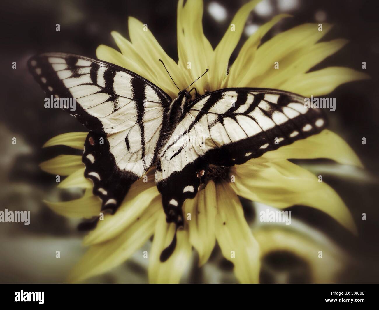 Schmetterling auf Sonnenblume - Smartphone-aufgenommenes Stockfoto