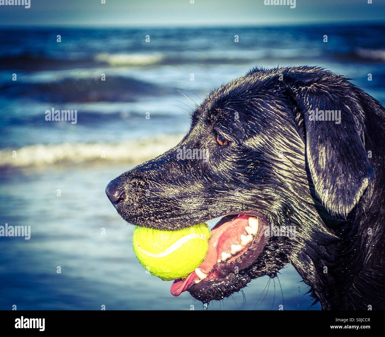 Schwarze Labrador Hund mit Tennisball am Strand mit dem Meer im Hintergrund - Smartphone-aufgenommenes Stockfoto