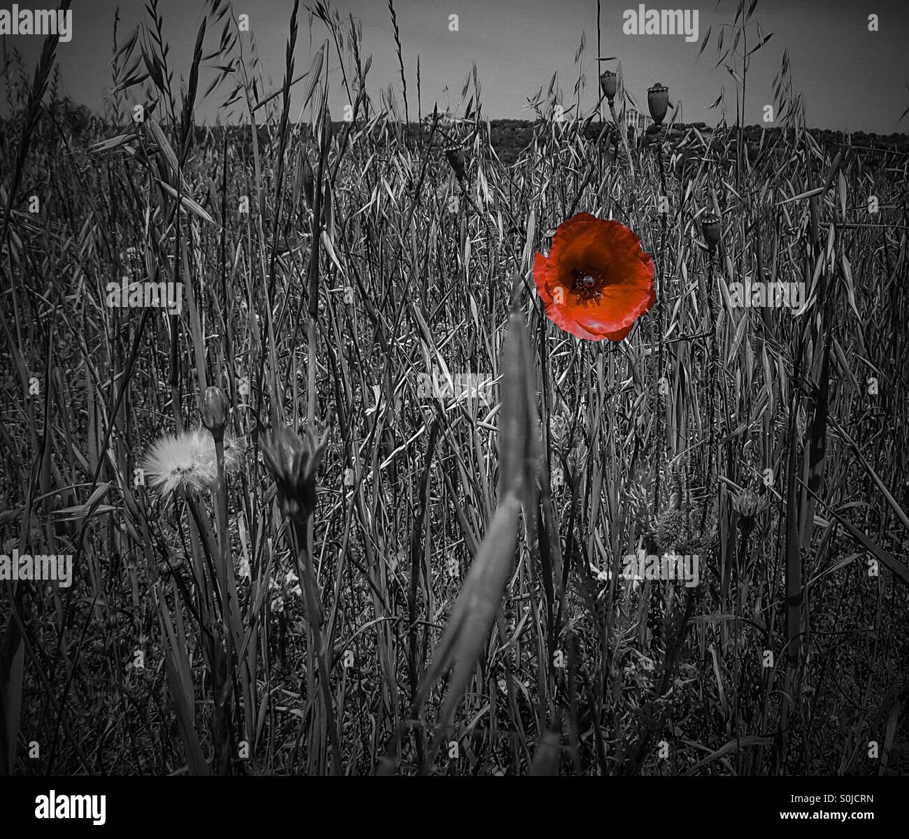 Einzelne rote Mohnblume gegen schwarze und weiße Feld - Smartphone-aufgenommenes Stockfoto