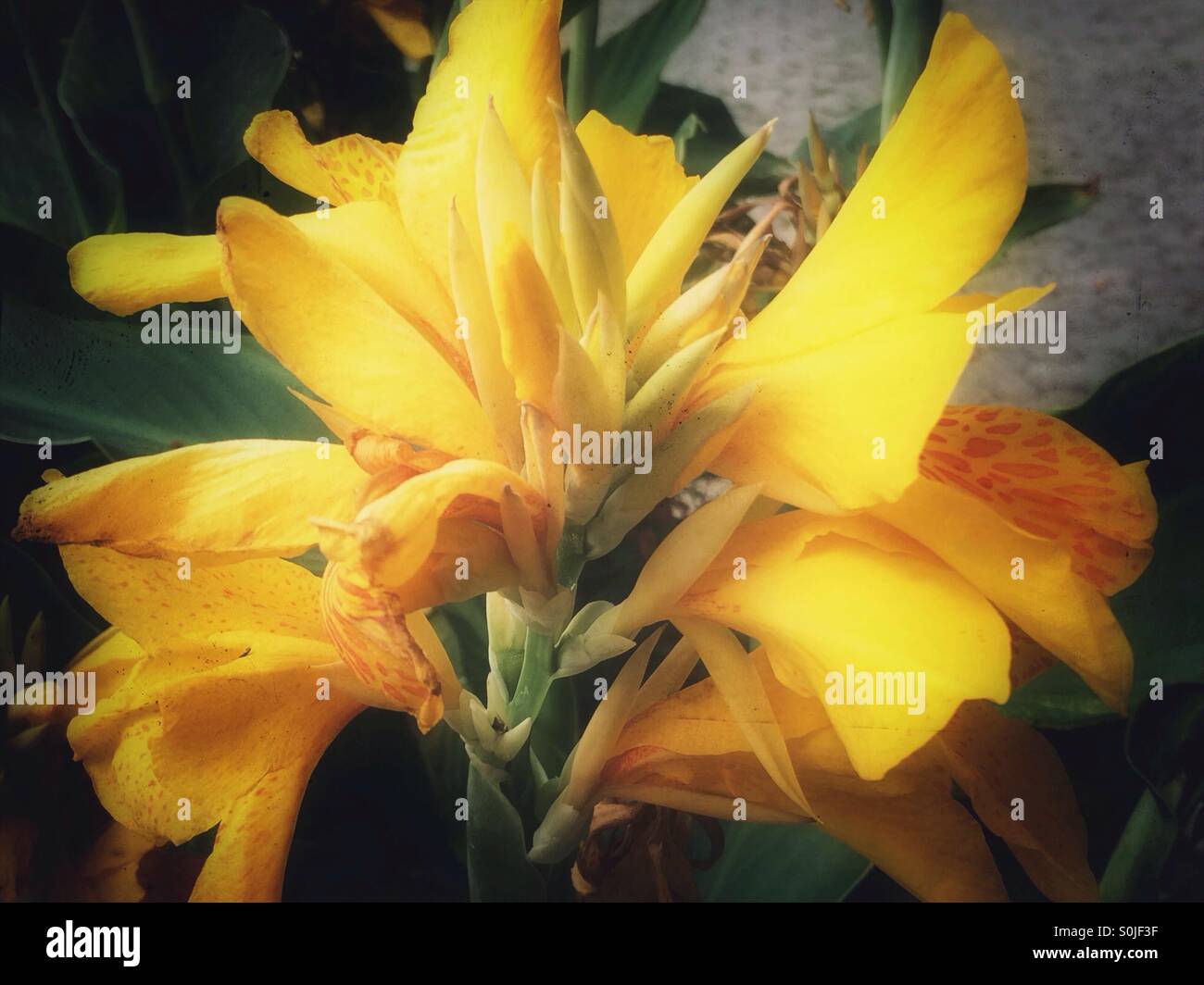 Gelbe Canna Lilie Blumen Stockfoto