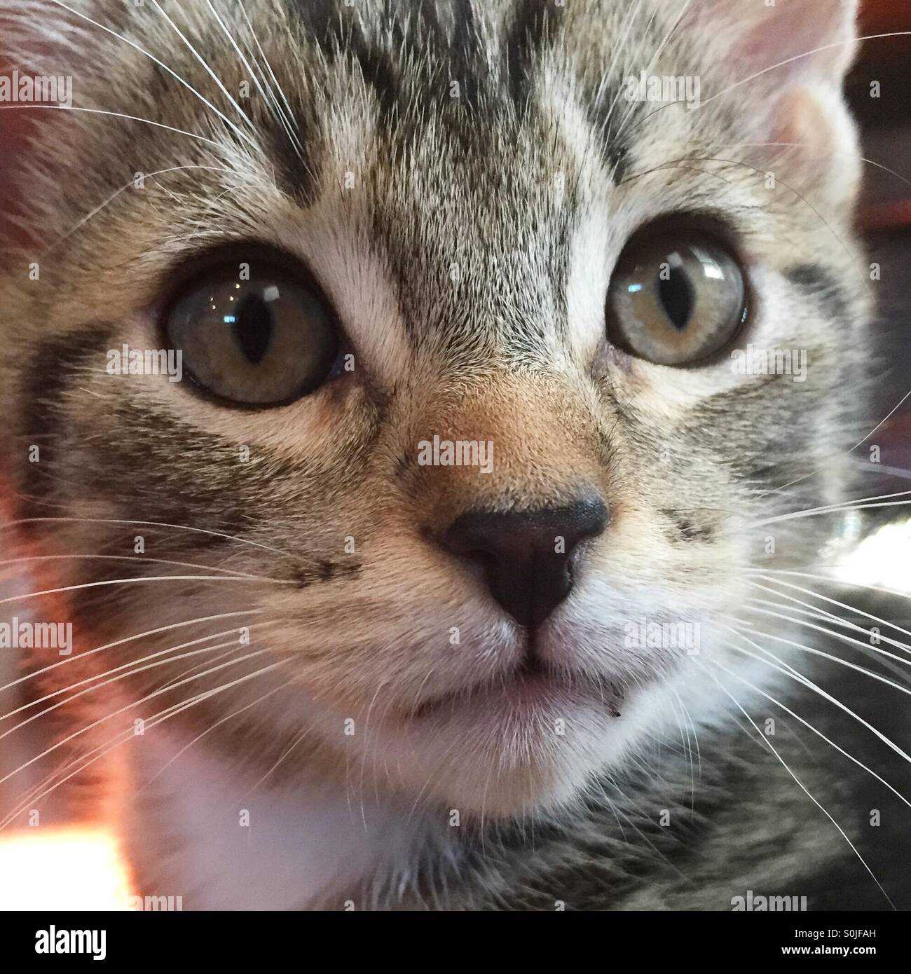 Eine schöne Kätzchen mit großen Augen und hautnah Stockfoto