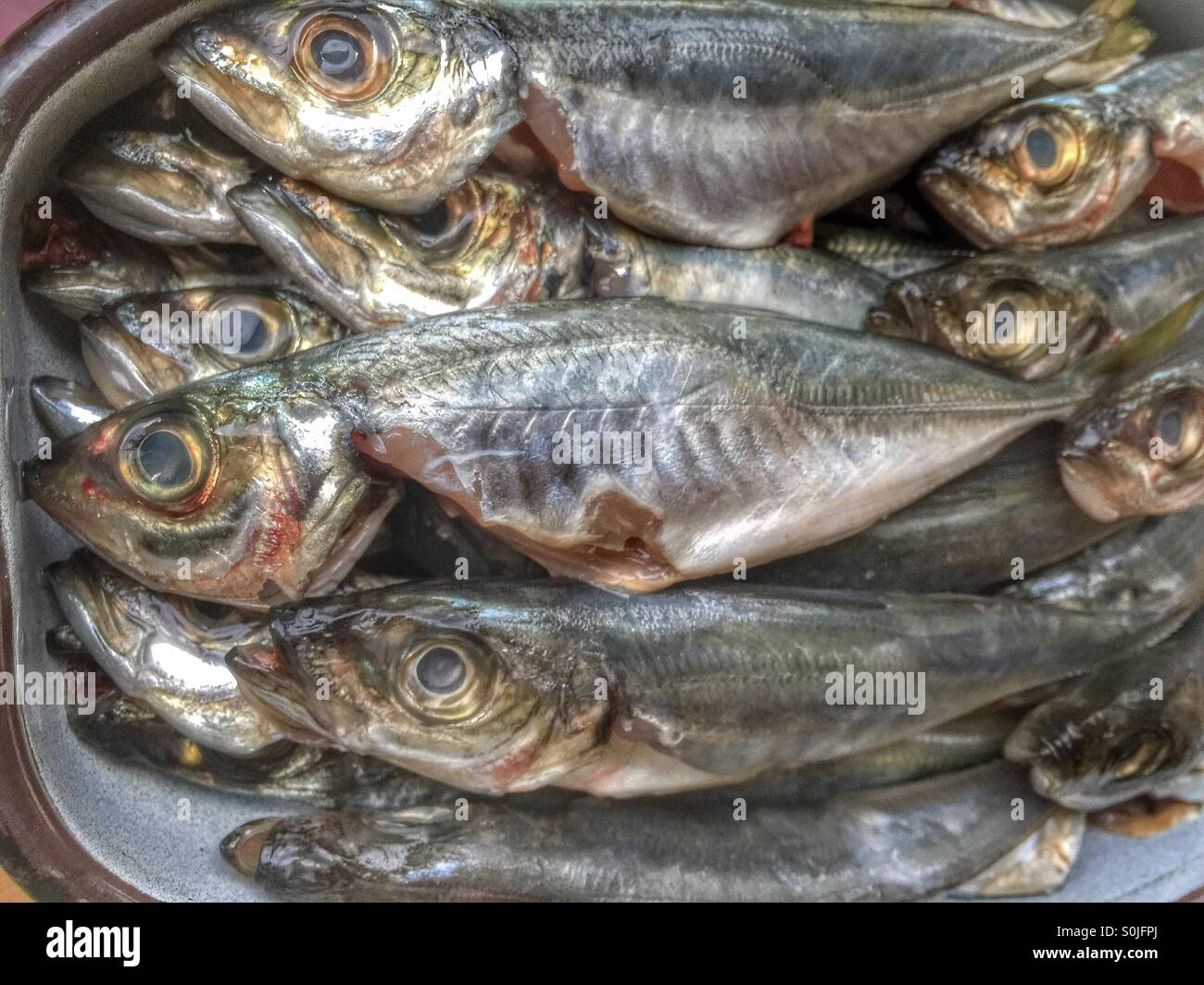 SCAD-Fisch Stockfoto