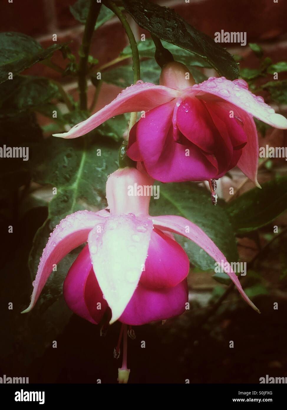 Rosa Pink Blumen Stockfoto