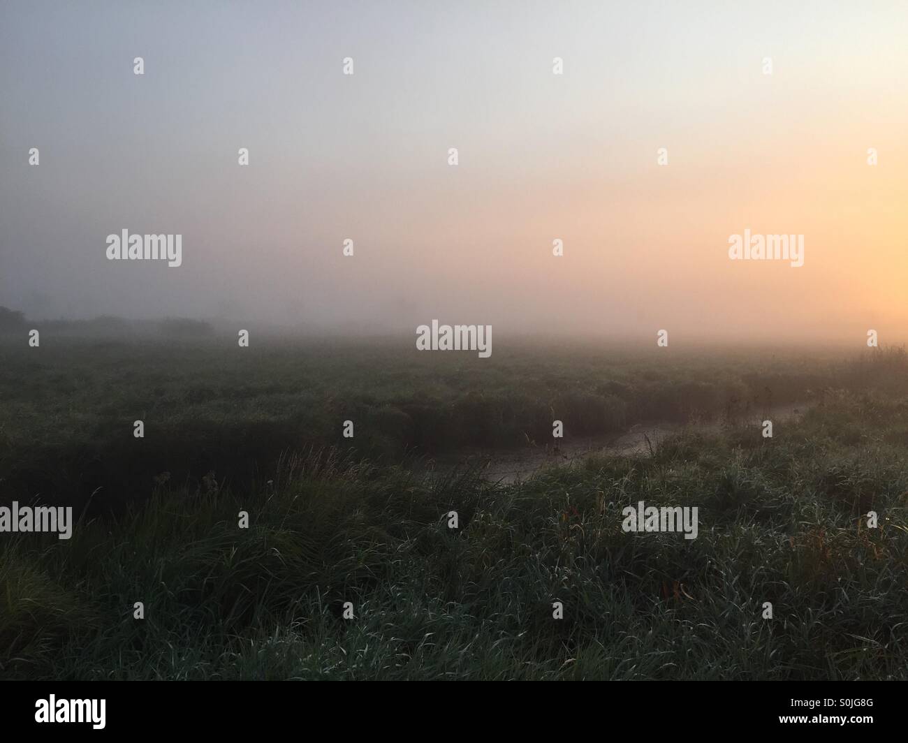 Sunrise ist verdeckt durch Nebel im Moor geben den Himmel und Umgebung einen goldenen Schimmer. Stockfoto