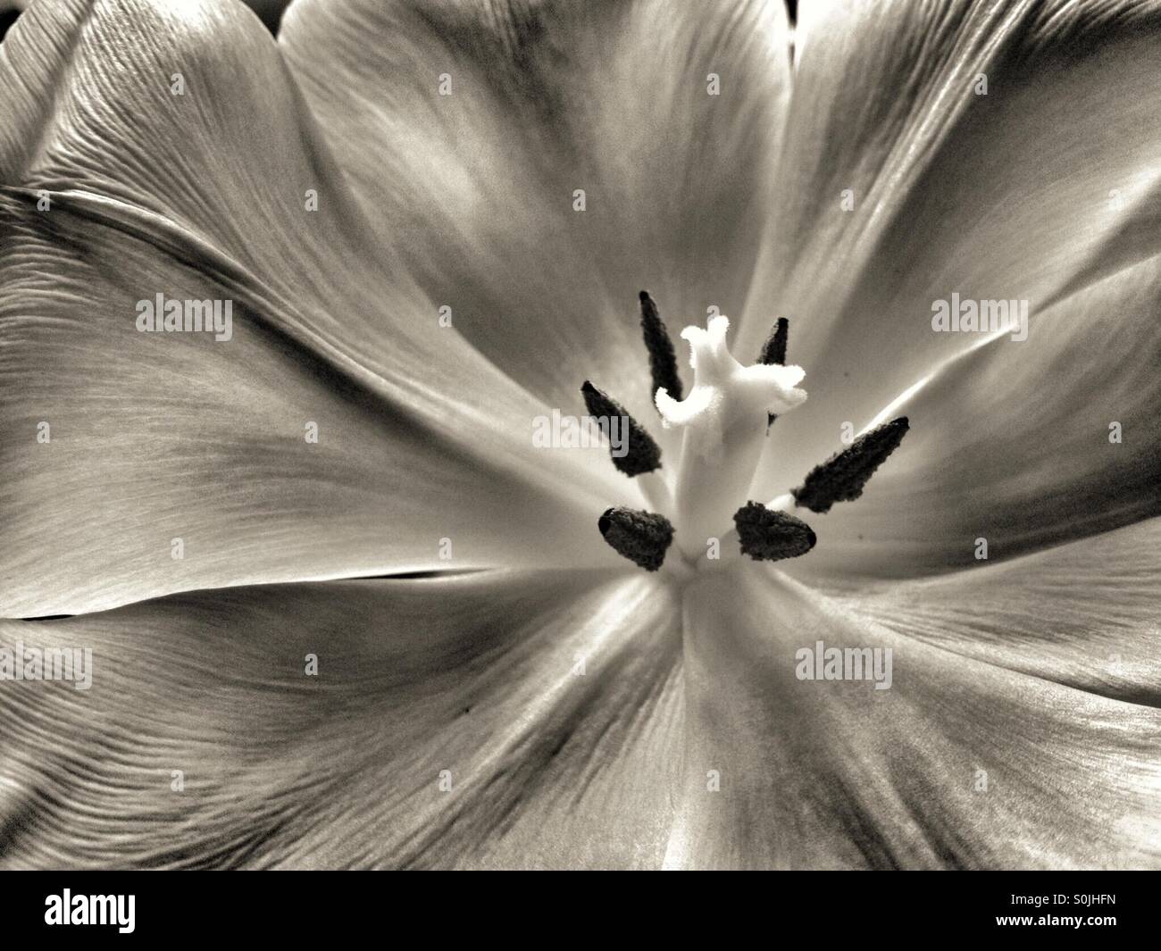 Schwarze und weiße Tulpe Stockfoto