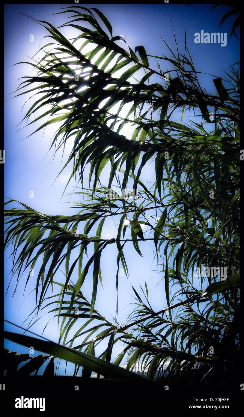 Wild bamboo -Fotos und -Bildmaterial in hoher Auflsung  Alamy