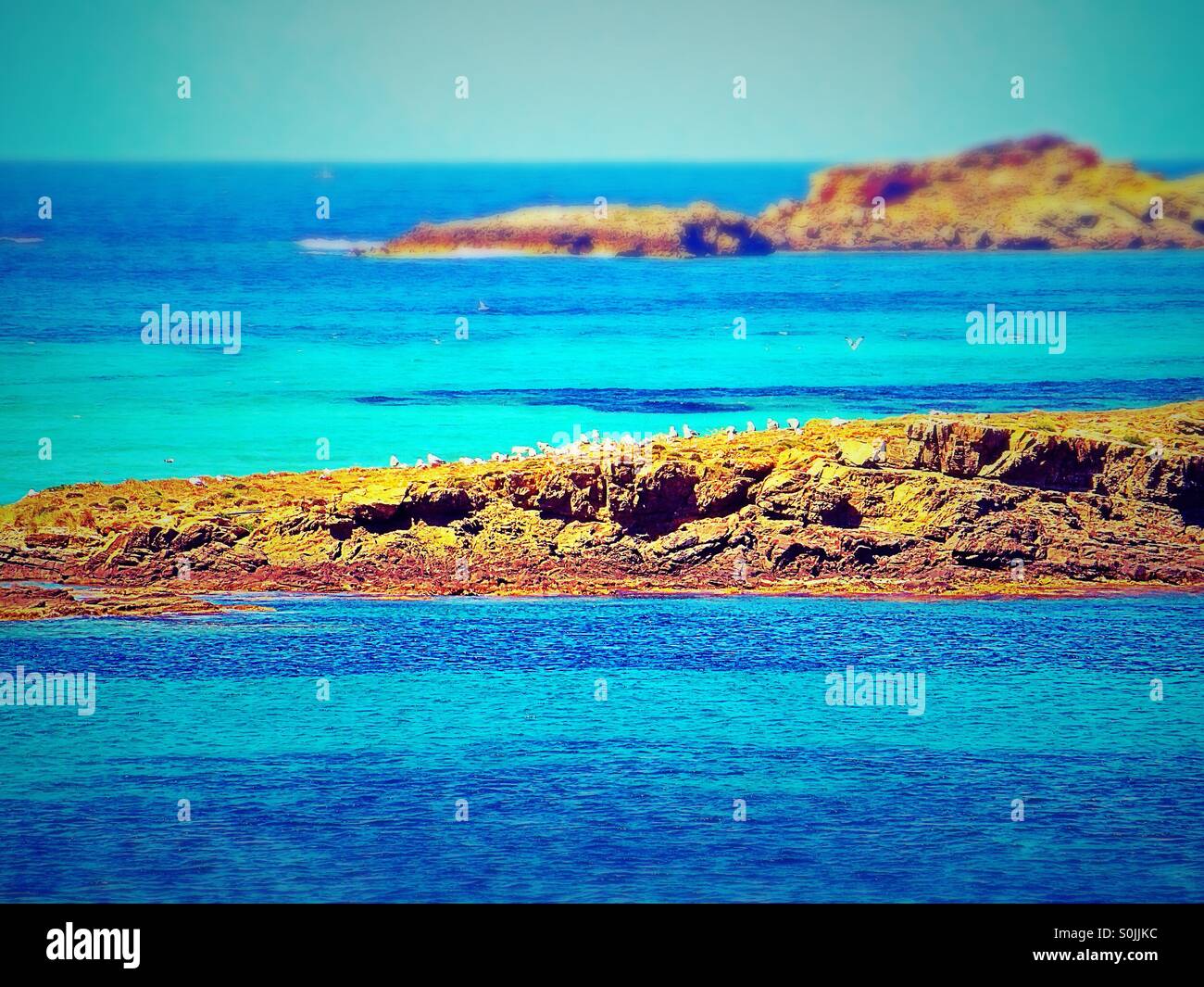 Möwen auf einem Felsen im kristallklarem Wasser genommen Menorca - Smartphone-aufgenommenes Stockfoto