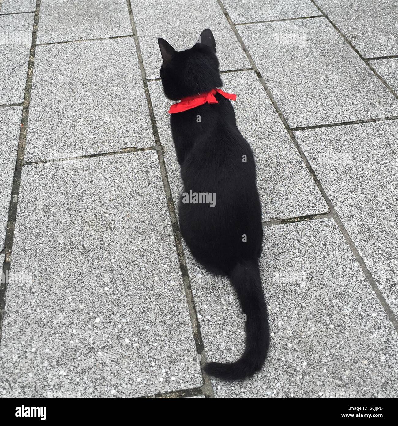 Schwarze Katze mit rotem Kragen Stockfoto