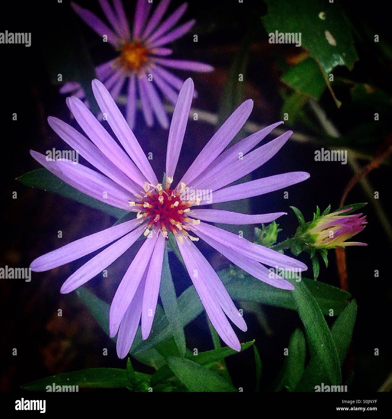 Lila Blüten in Cuetzalan, Sierra Madre von Puebla, Mexiko - Smartphone-aufgenommenes Stockfoto