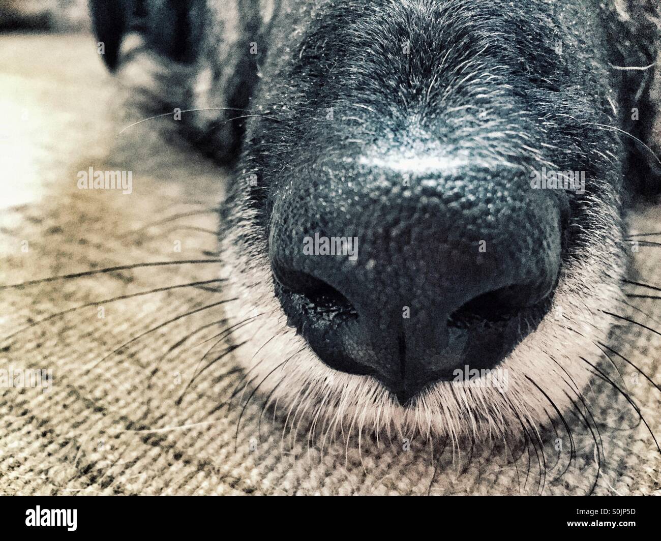 Hund Nase und Schnurrhaare Stockfotografie - Alamy