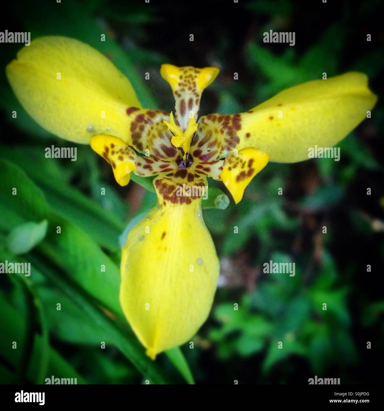 Ein Jaguar-Kopf wird in eine gelbe Blume in ãTiachihualtepetlÒ, Cuetzalan, Sierra Madre von Puebla, Mexiko gesehen. Stockfoto