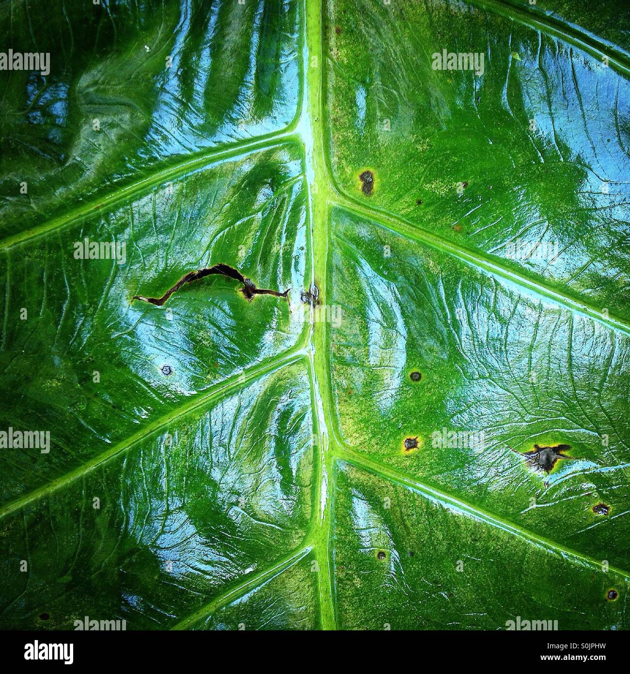 Ein grünes Blatt im Apulco River, Cuetzalan, Sierra Madre von Puebla, Mexiko - Smartphone-aufgenommenes Stockfoto