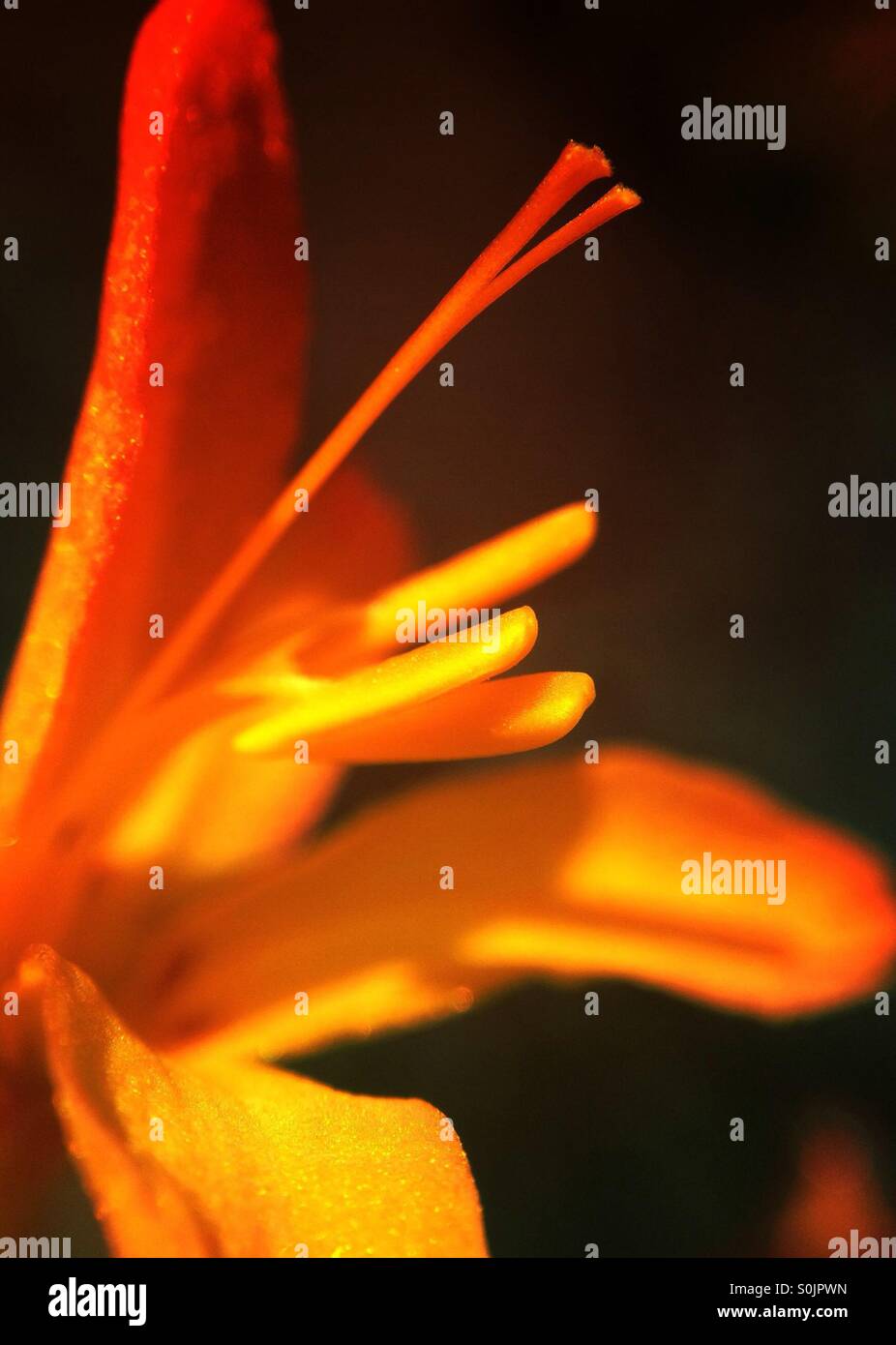Montbretia Blume Stockfoto