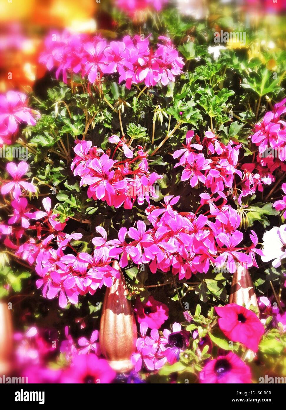 Rosa geranien Fotos und Bildmaterial in hoher Auflösung Alamy