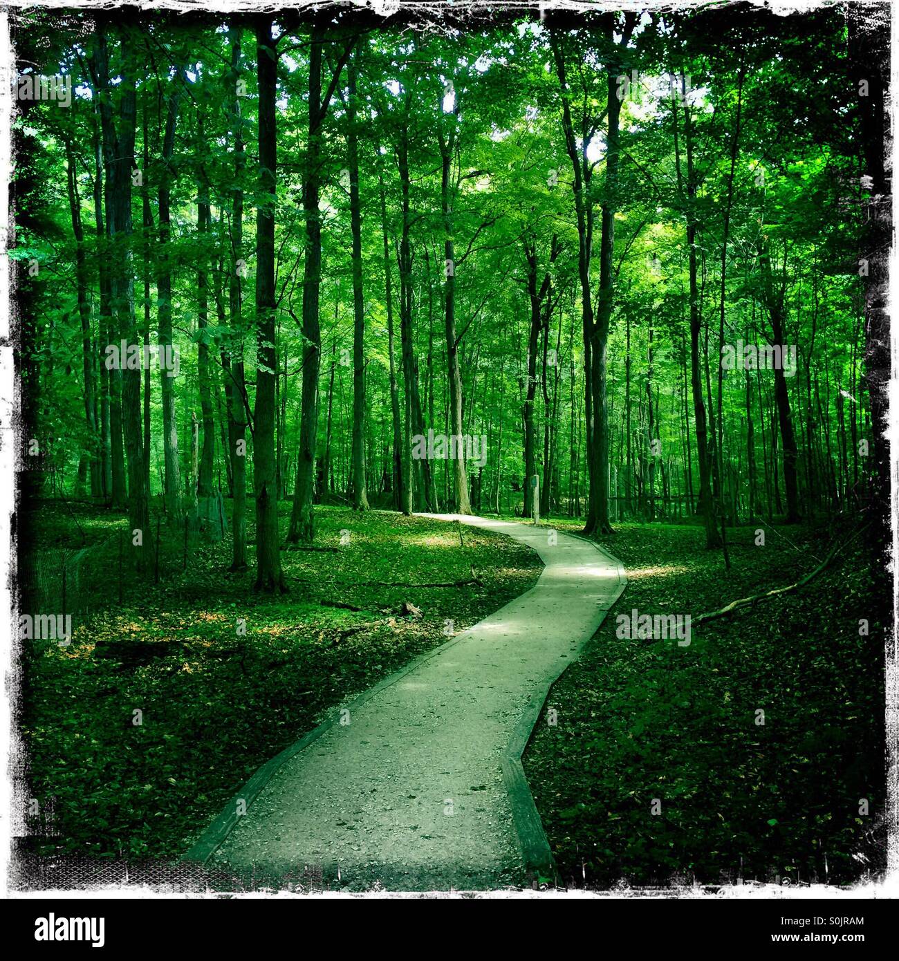 Gewundenen Pfad im Wald. Rosig Mound, Grand Haven, Michigan Stockfoto