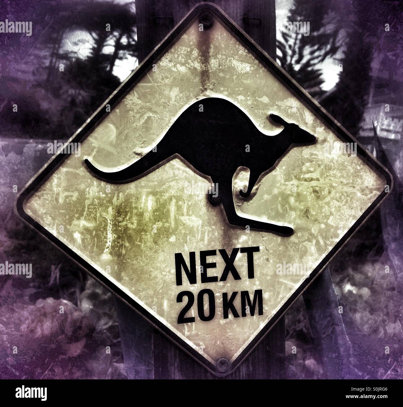Känguru-Kreuzung Stockfoto