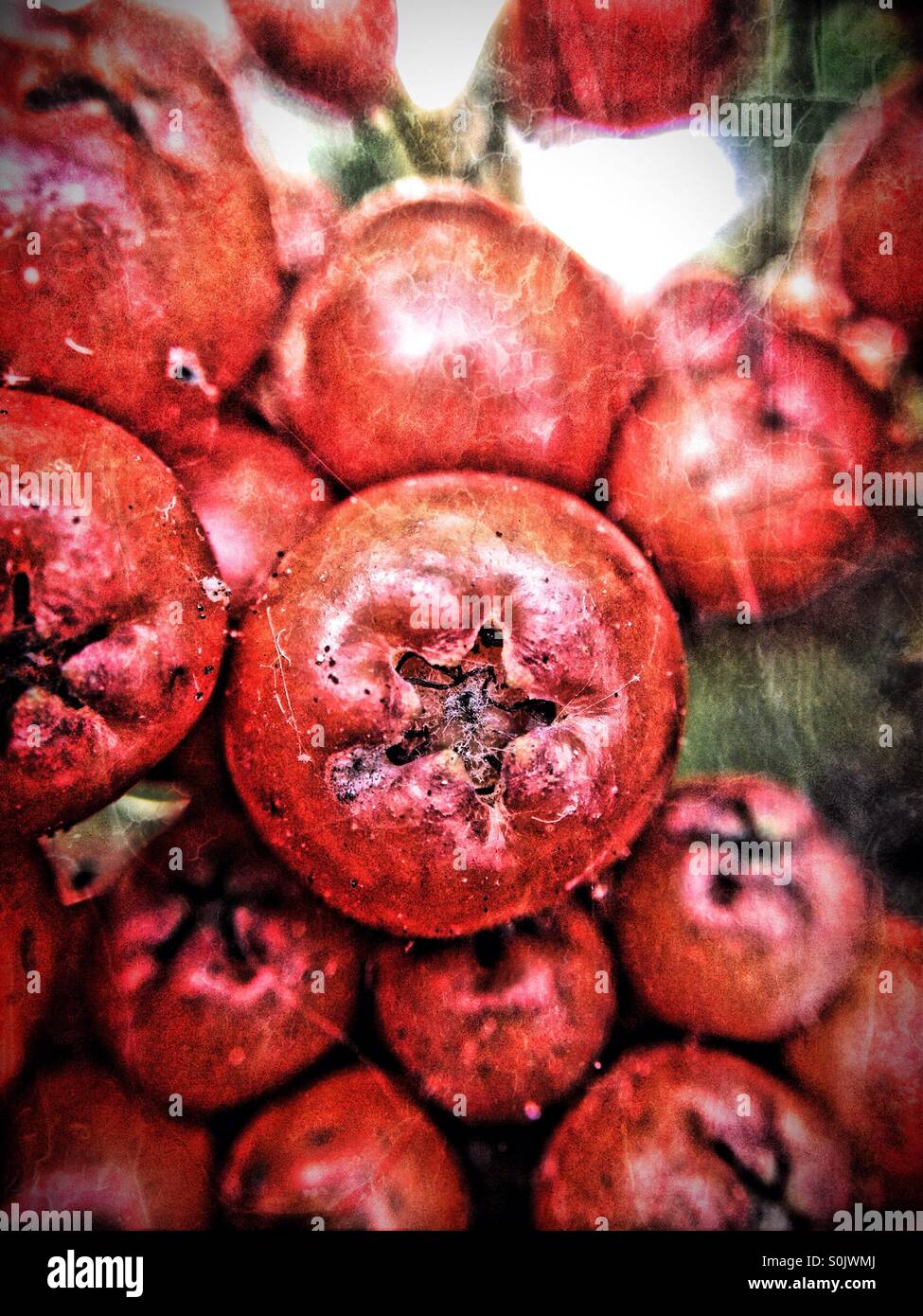 Beeren der Eberesche - Smartphone-aufgenommenes Stockfoto