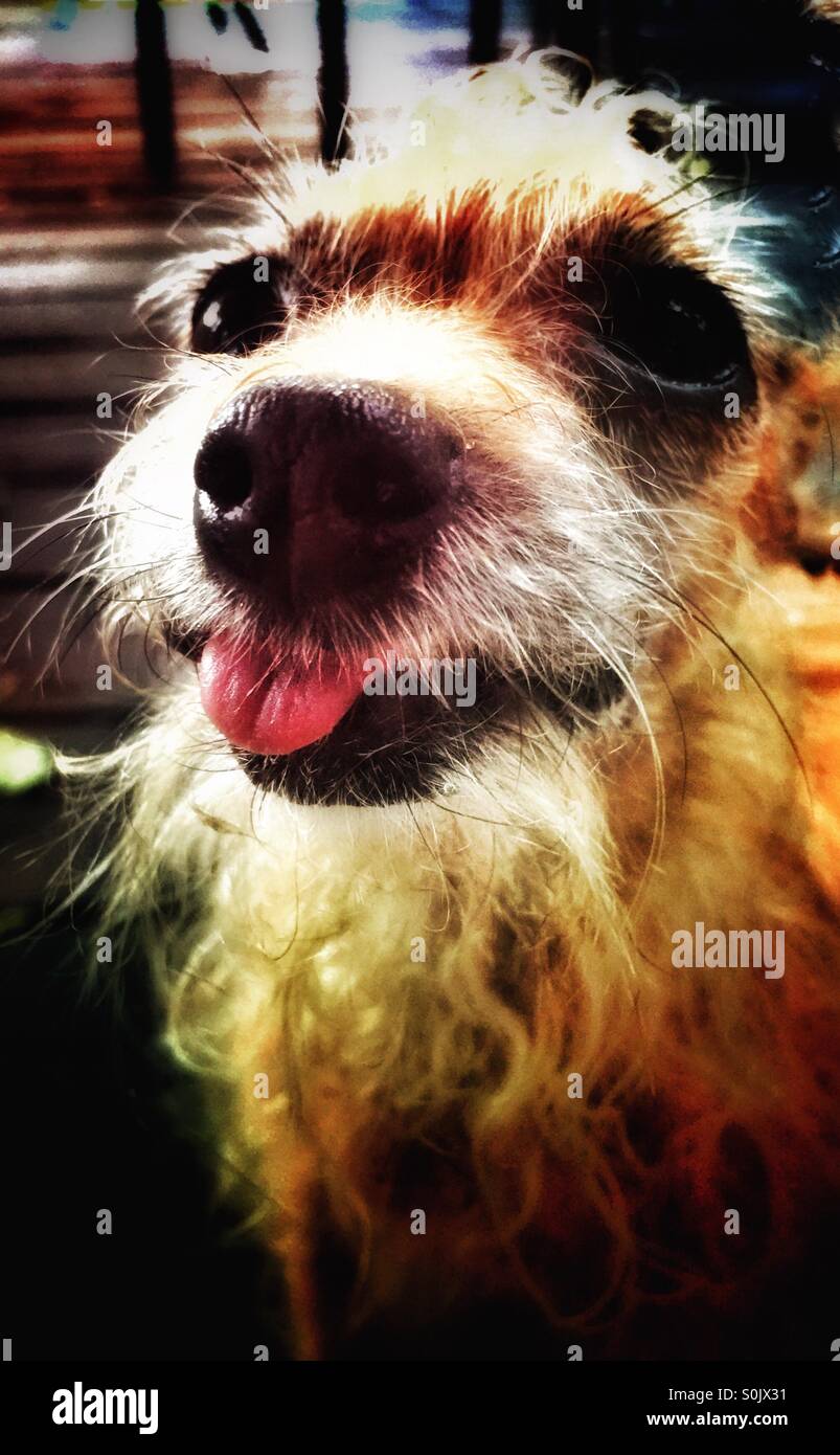 Hund, die Zunge heraus Stockfoto