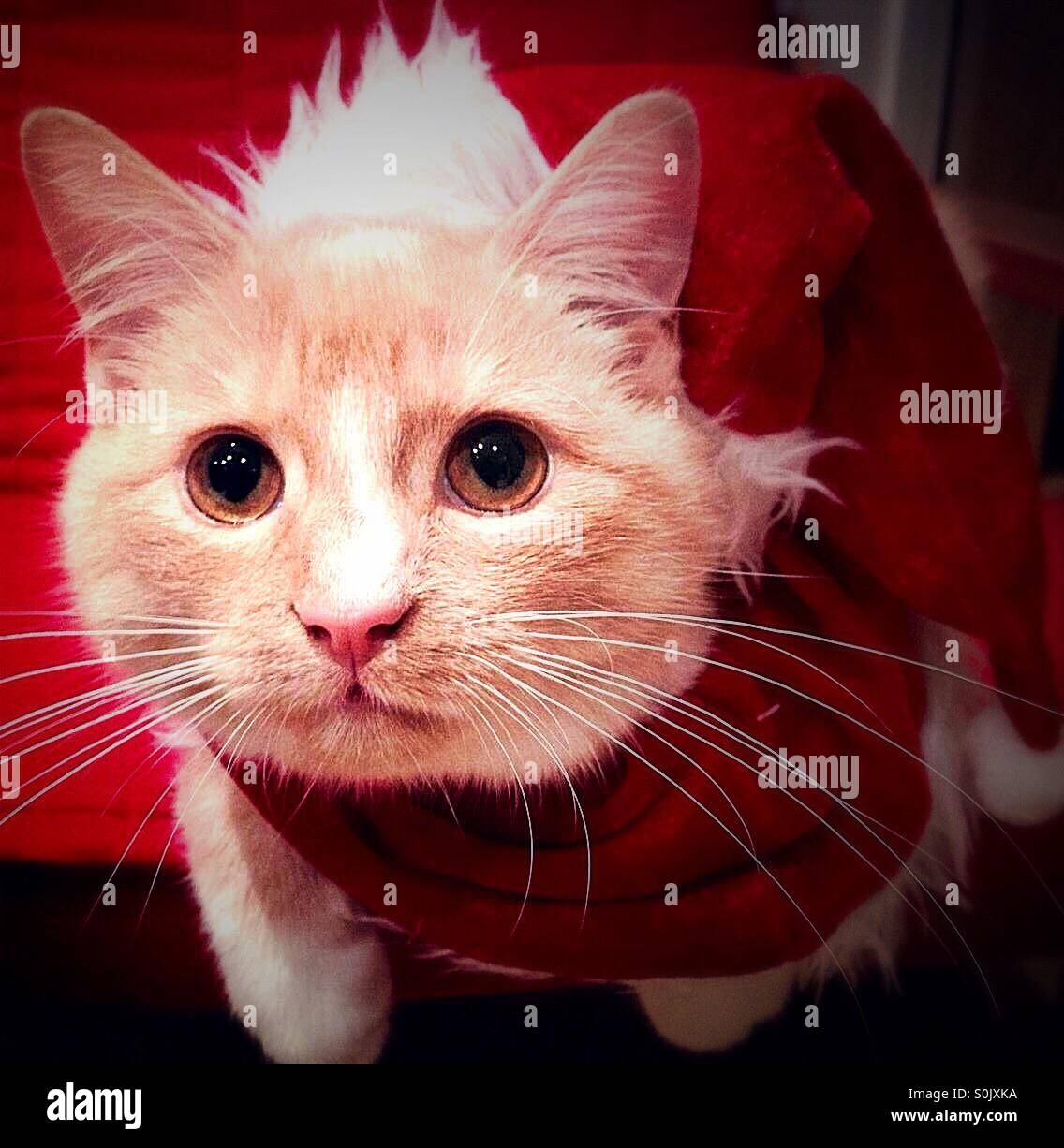 Weihnachts-Kätzchen tragen Santa outfit Stockfoto