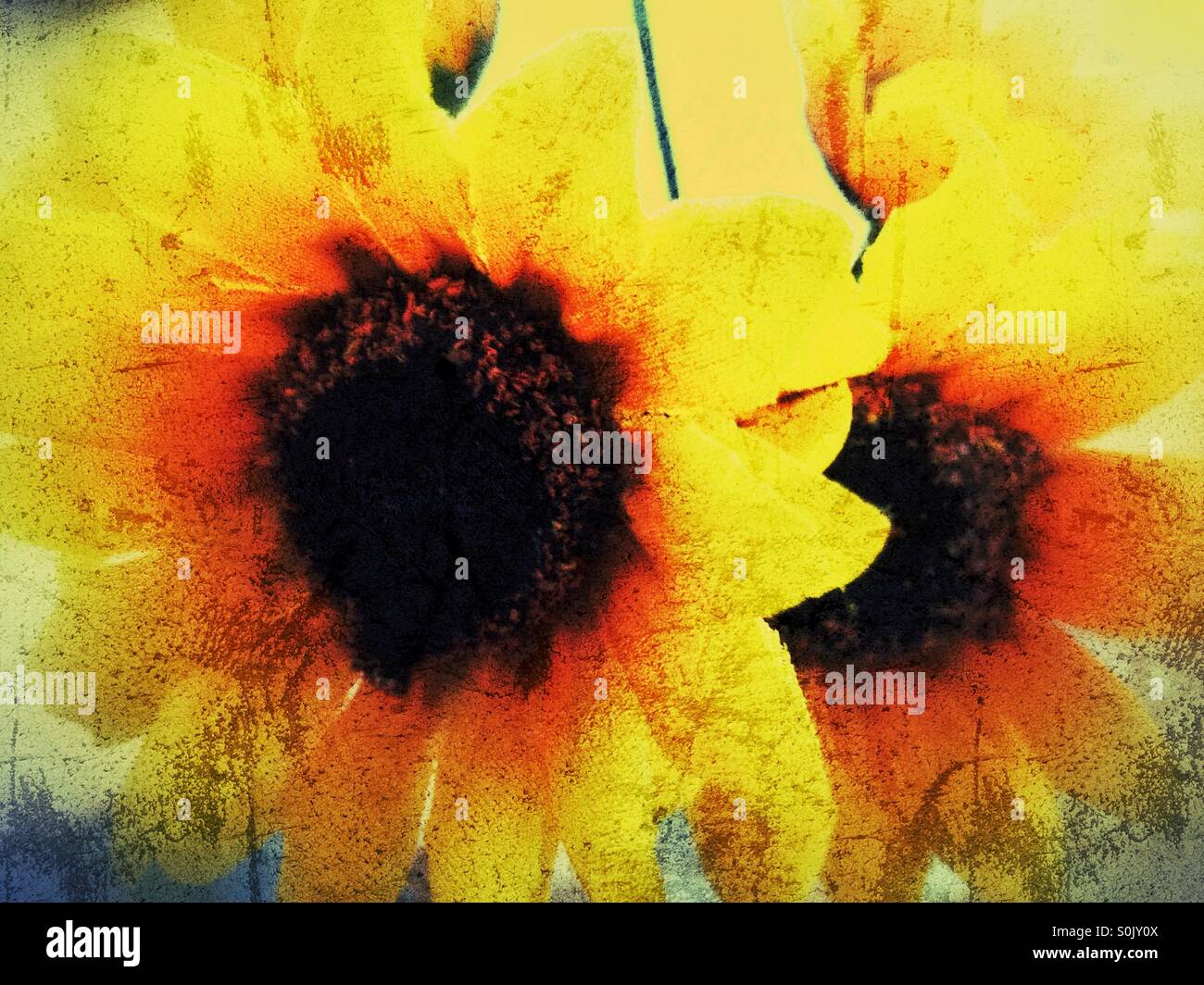 Gelbe Blütenköpfe Stockfoto