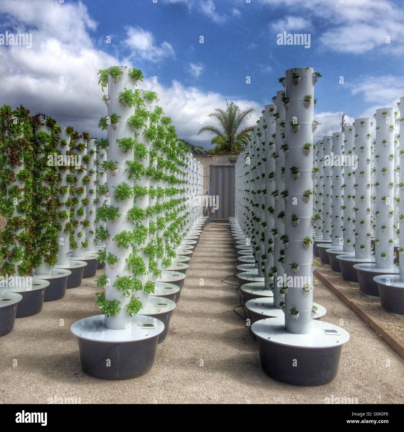 Boden-freie aeroponic vertikale Pflanzgefäße ermöglichen Stadtbewohner, frisches Gemüse auf Pflaster, Dächern oder Balkonen zu wachsen. - Smartphone-aufgenommenes Stockfoto