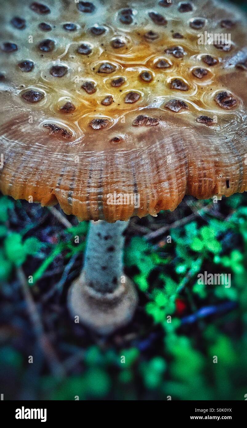 Pilze nach dem Regen Stockfoto