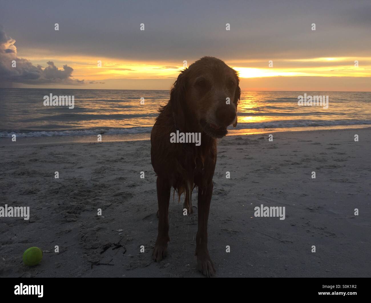 Sonnenuntergang süßer Hund Stockfoto