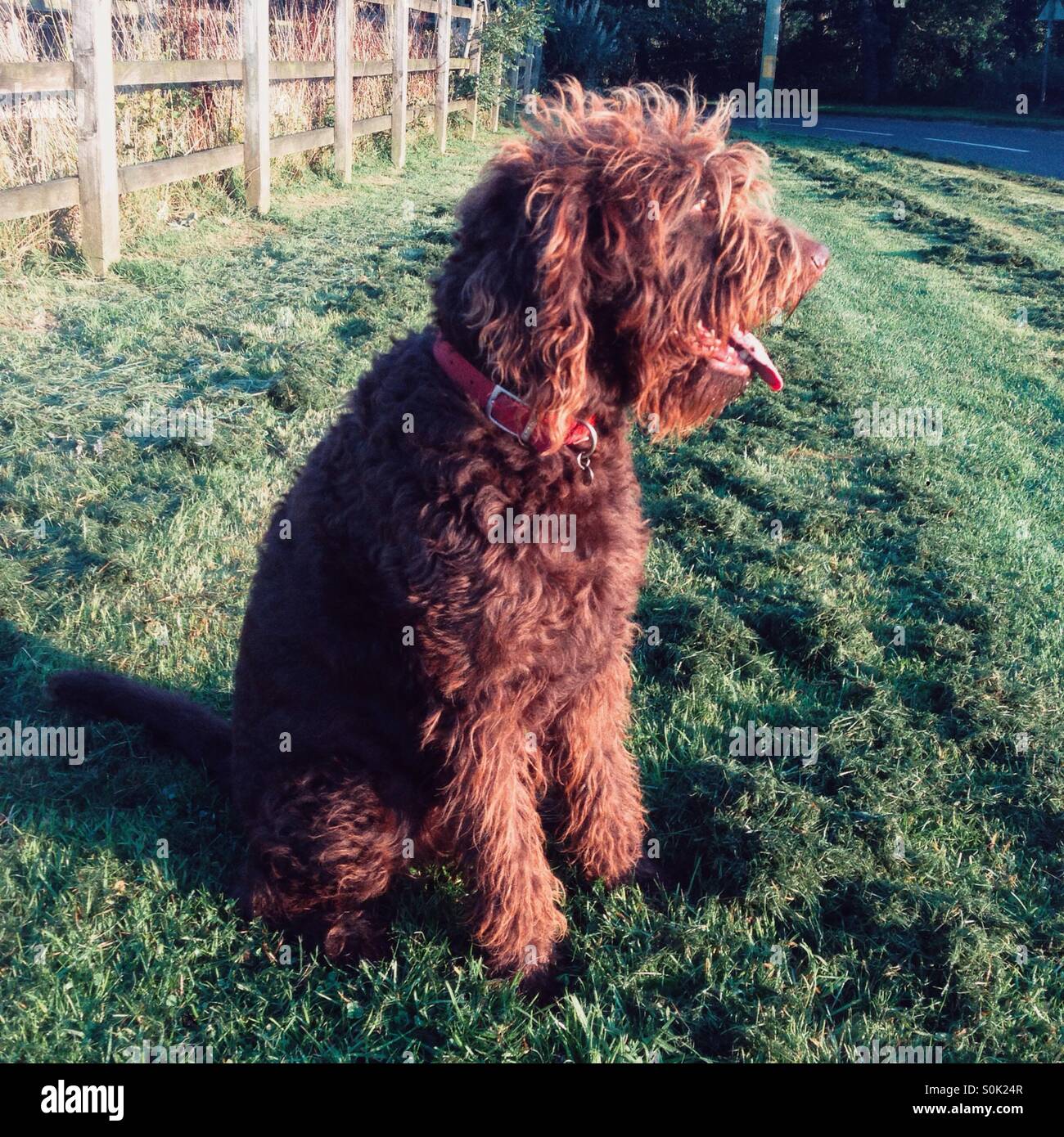 Schokolade braun Labradoodle Hund. Stockfoto