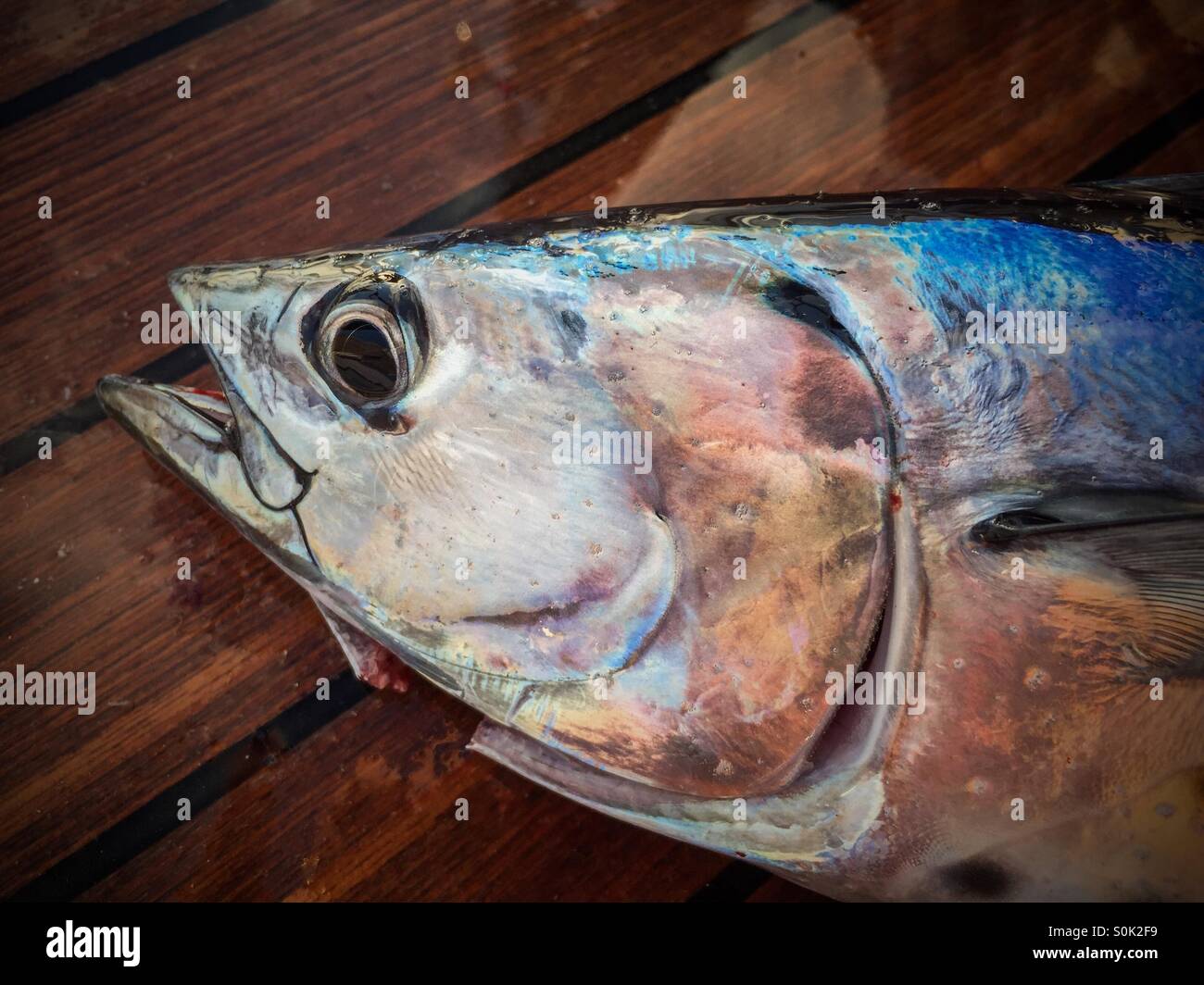 Makrele frisch gefangen Stockfoto