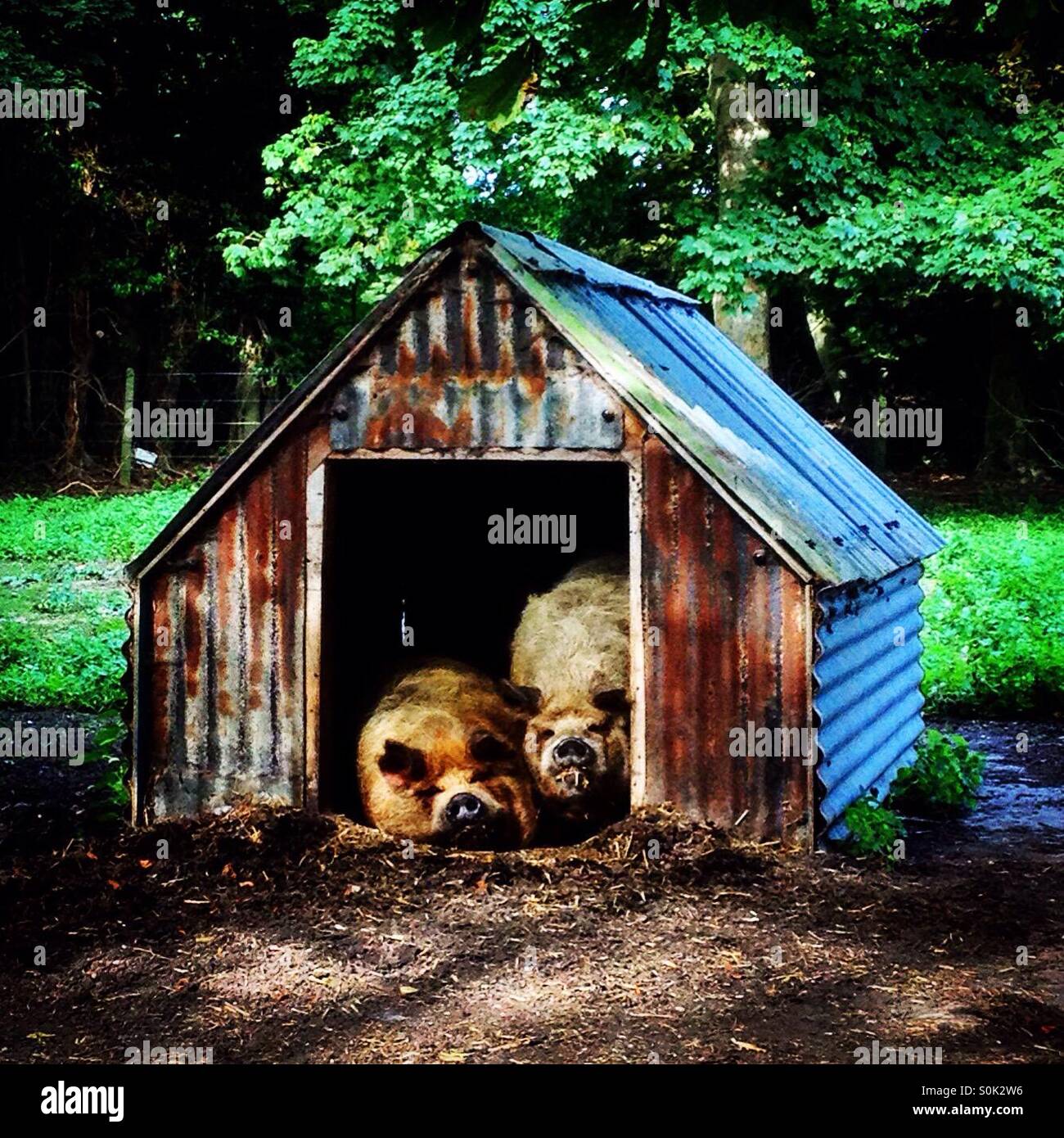 Schweinestall - Smartphone-aufgenommenes Stockfoto