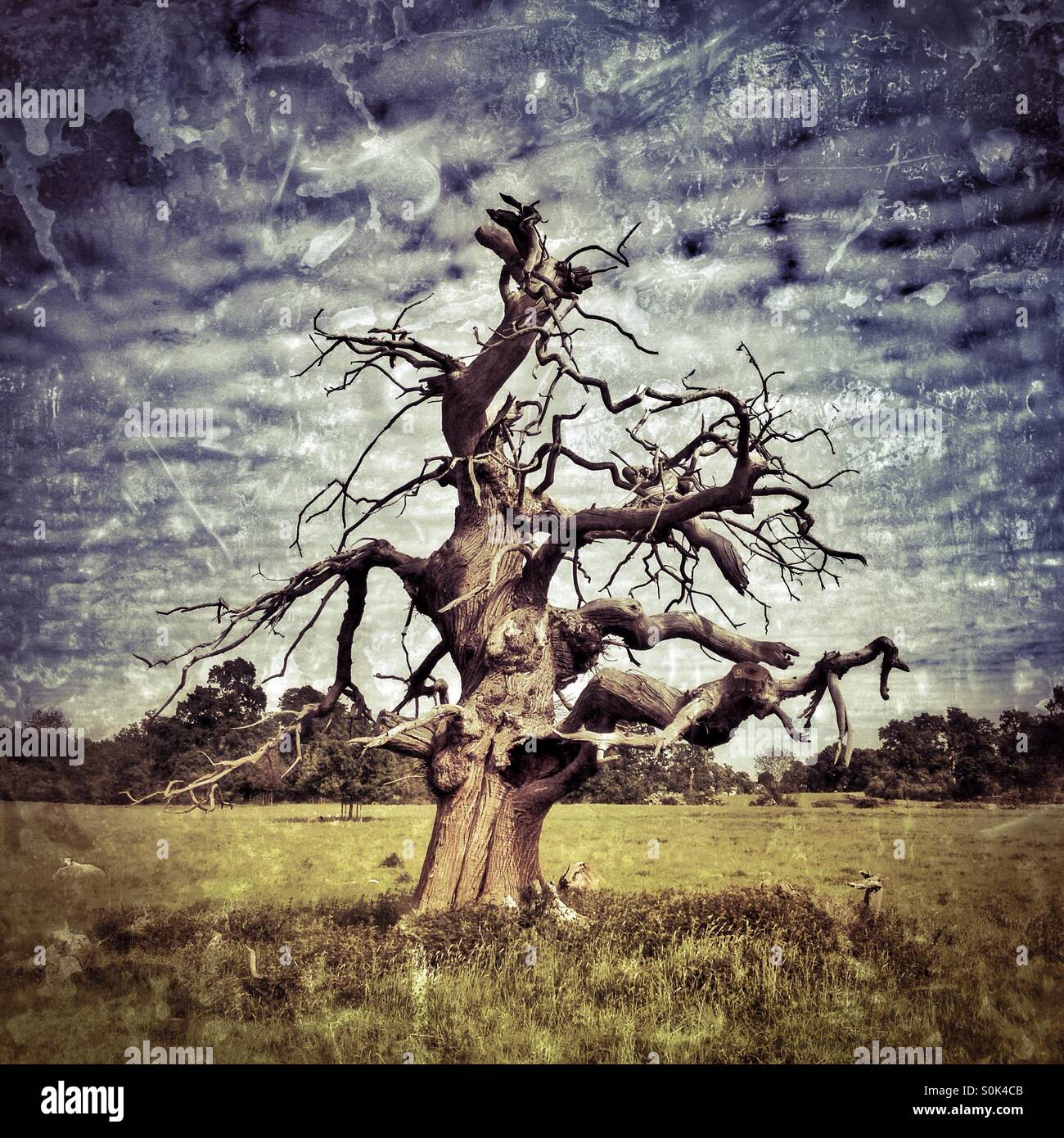 Alter Baum - Smartphone-aufgenommenes Stockfoto