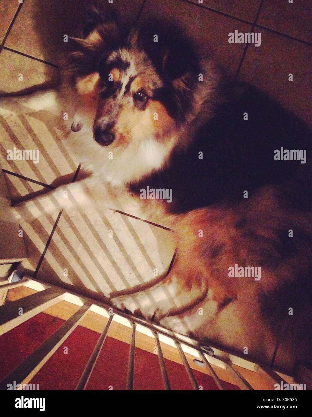 Hund in der Nacht. Im Schatten des Baby-Tor. Stockfoto