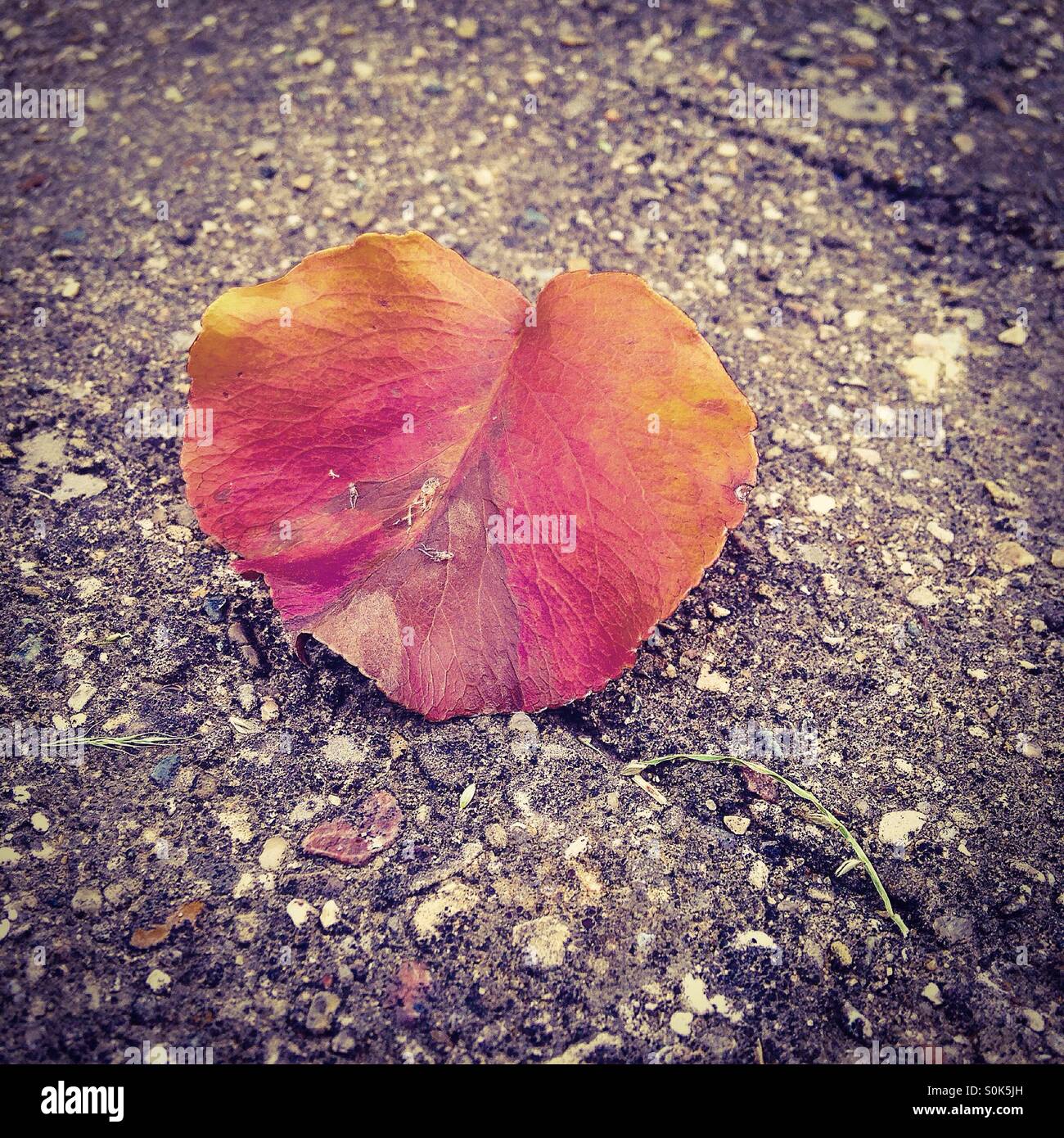 Eine rote und Orange Blatt darauf hinweist, dass im Herbst bald zurückkehren. - Smartphone-aufgenommenes Stockfoto