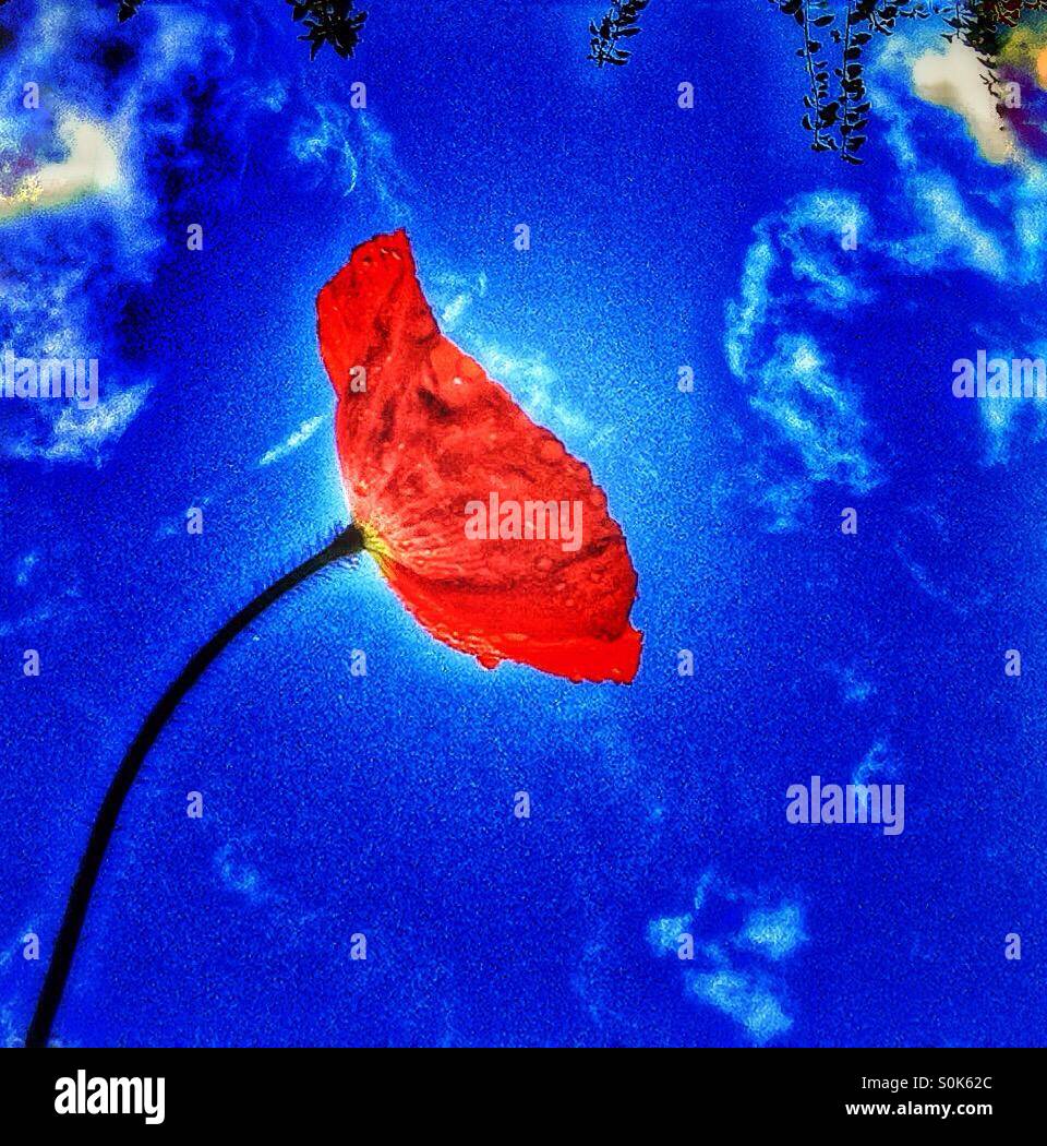 Roter Mohn, blauer Himmel. - Smartphone-aufgenommenes Stockfoto