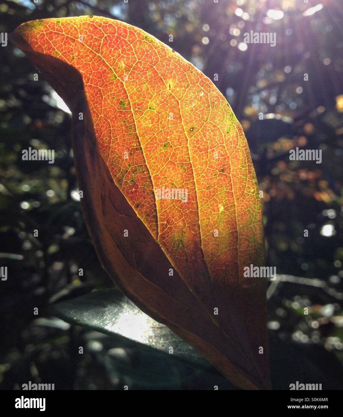 Nahaufnahme von Herbst Blatt in der Sonne Stockfoto