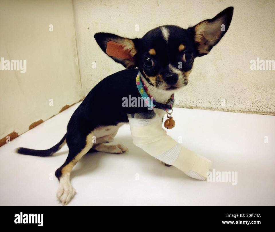 Hund Bein gebrochen Stockfotografie - Alamy