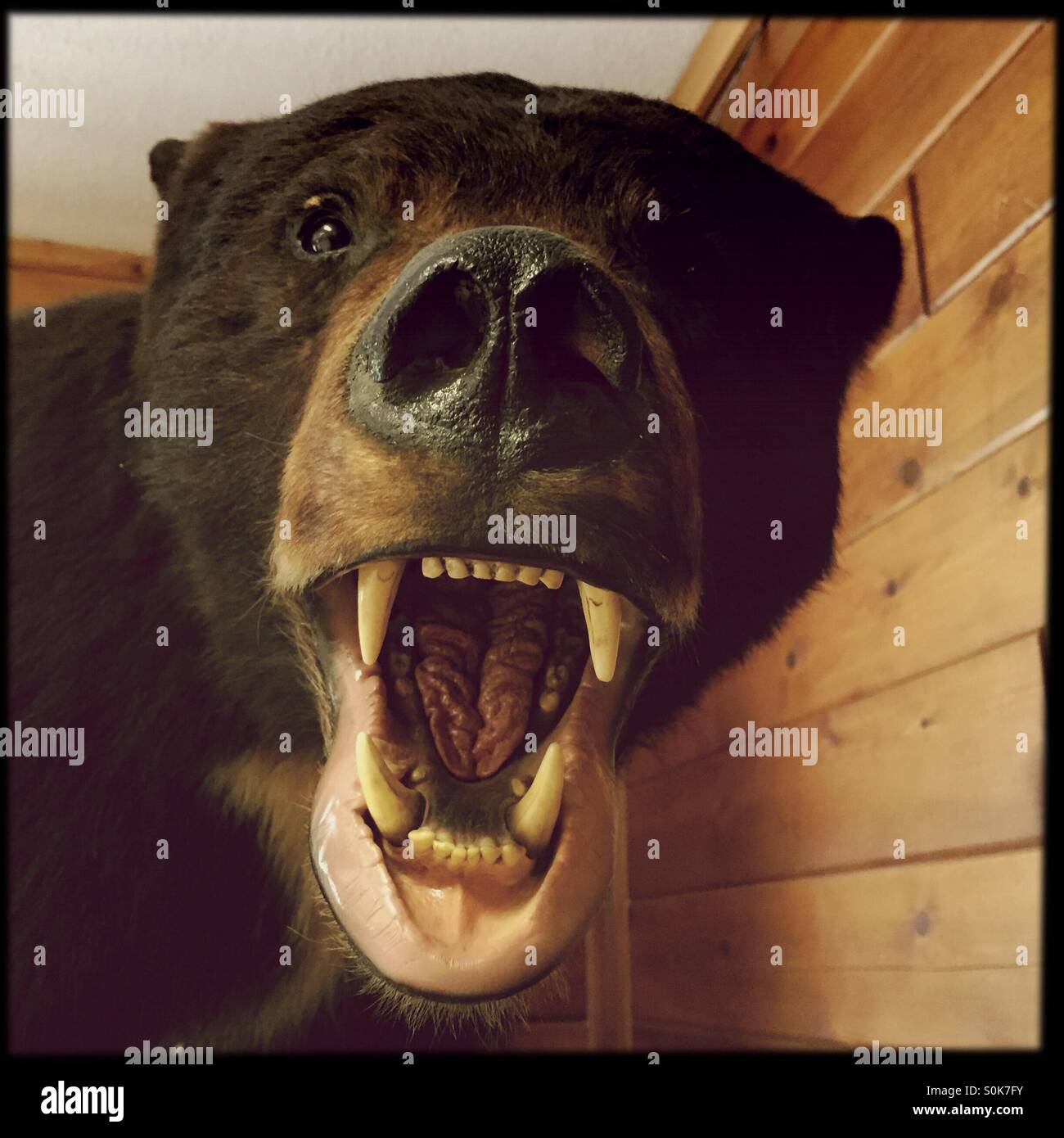 Schwarz-Teddybär im Naturzentrum - Smartphone-aufgenommenes Stockfoto