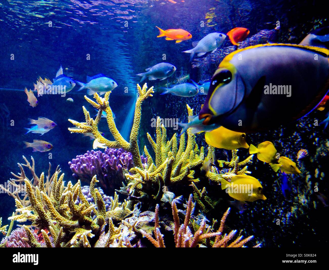 Korallenriffen und tropischen Fischen Stockfoto