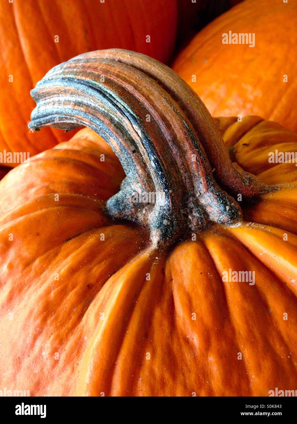 Orangefarbene Kürbisse und Stiel - Smartphone-aufgenommenes Stockfoto