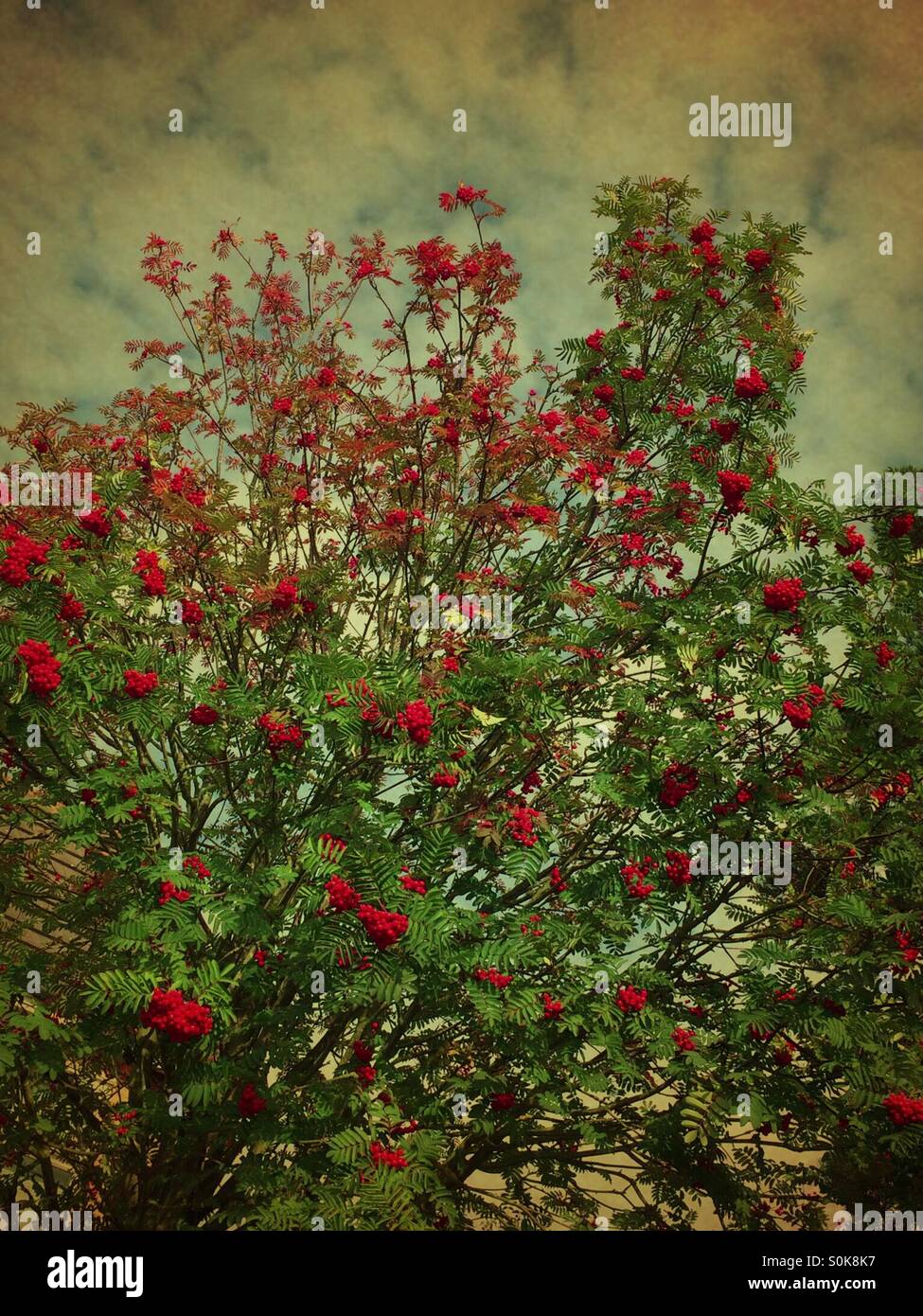 Baum mit leuchtend roten Beeren - Smartphone-aufgenommenes Stockfoto