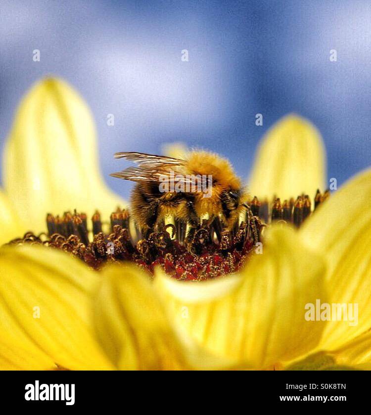 Eine Honigbiene eifrig sammeln Pollen auf eine Sonnenblume. - Smartphone-aufgenommenes Stockfoto